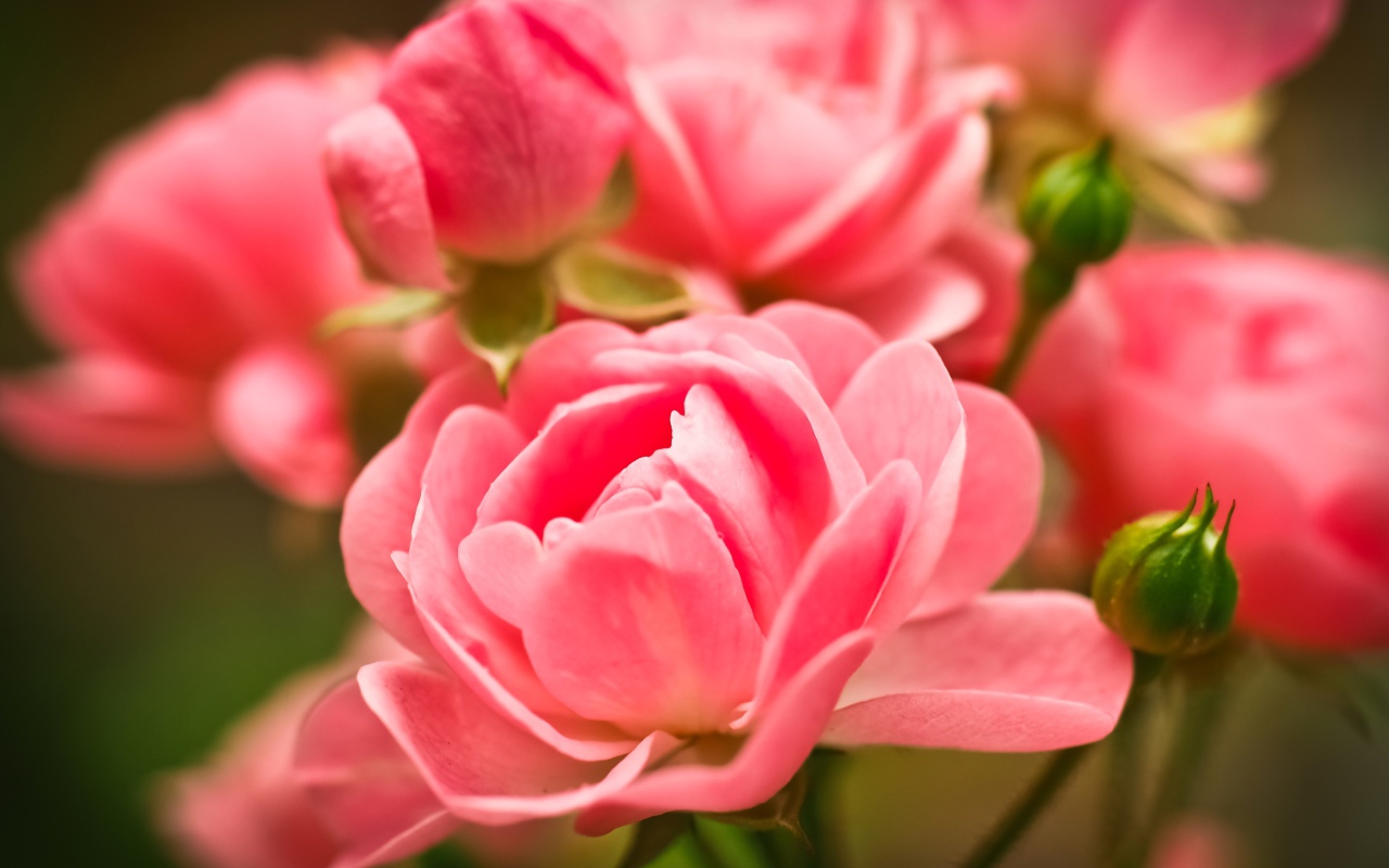 Beautiful pink room rose flowers with buds