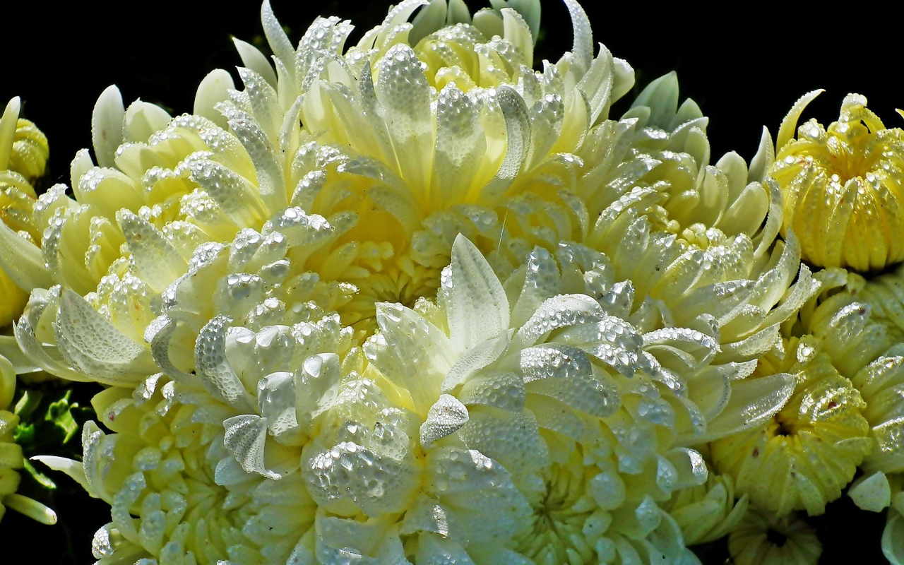 Красивые желтые хризантемы в каплях воды 
