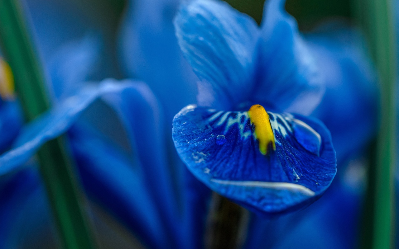 Синий цветок ириса крупным планом