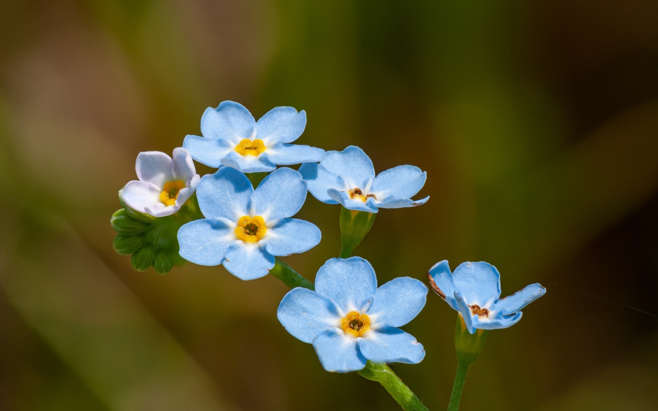 Голубые маленькие цветы незабудки в лучах солнца
