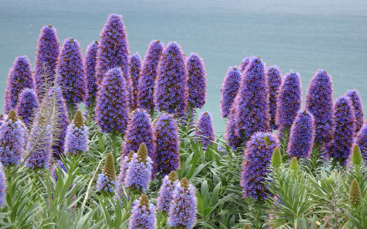 Синие полевые цветы синяк