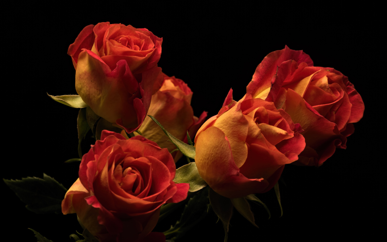 Букет красивых оранжевых роз на черном фоне