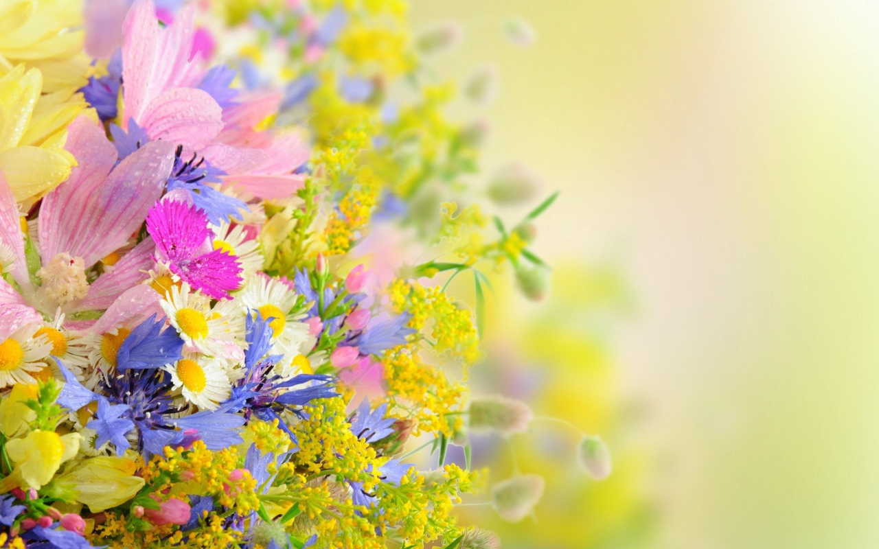 Букет разноцветных ярких летних цветов на размытом фоне