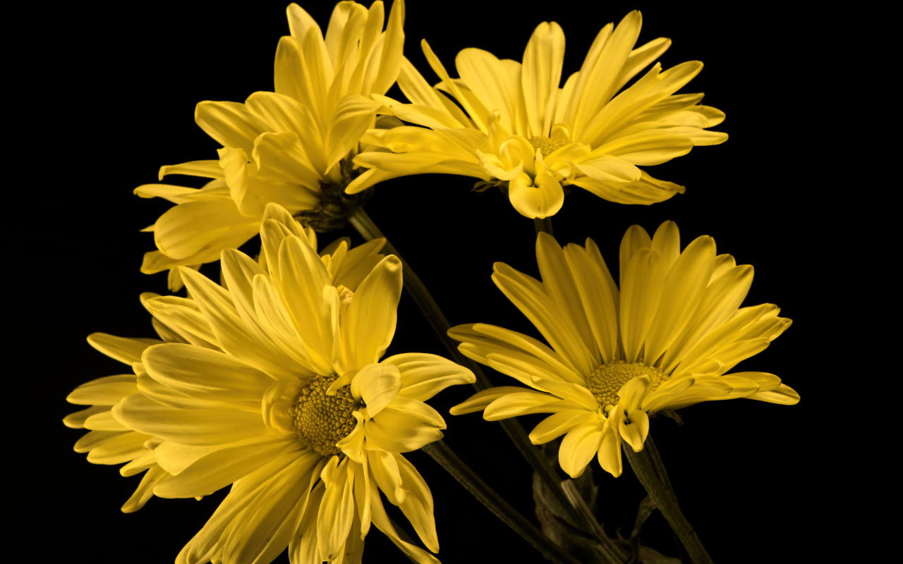 Букет желтых ромашковидных хризантем на черном фоне