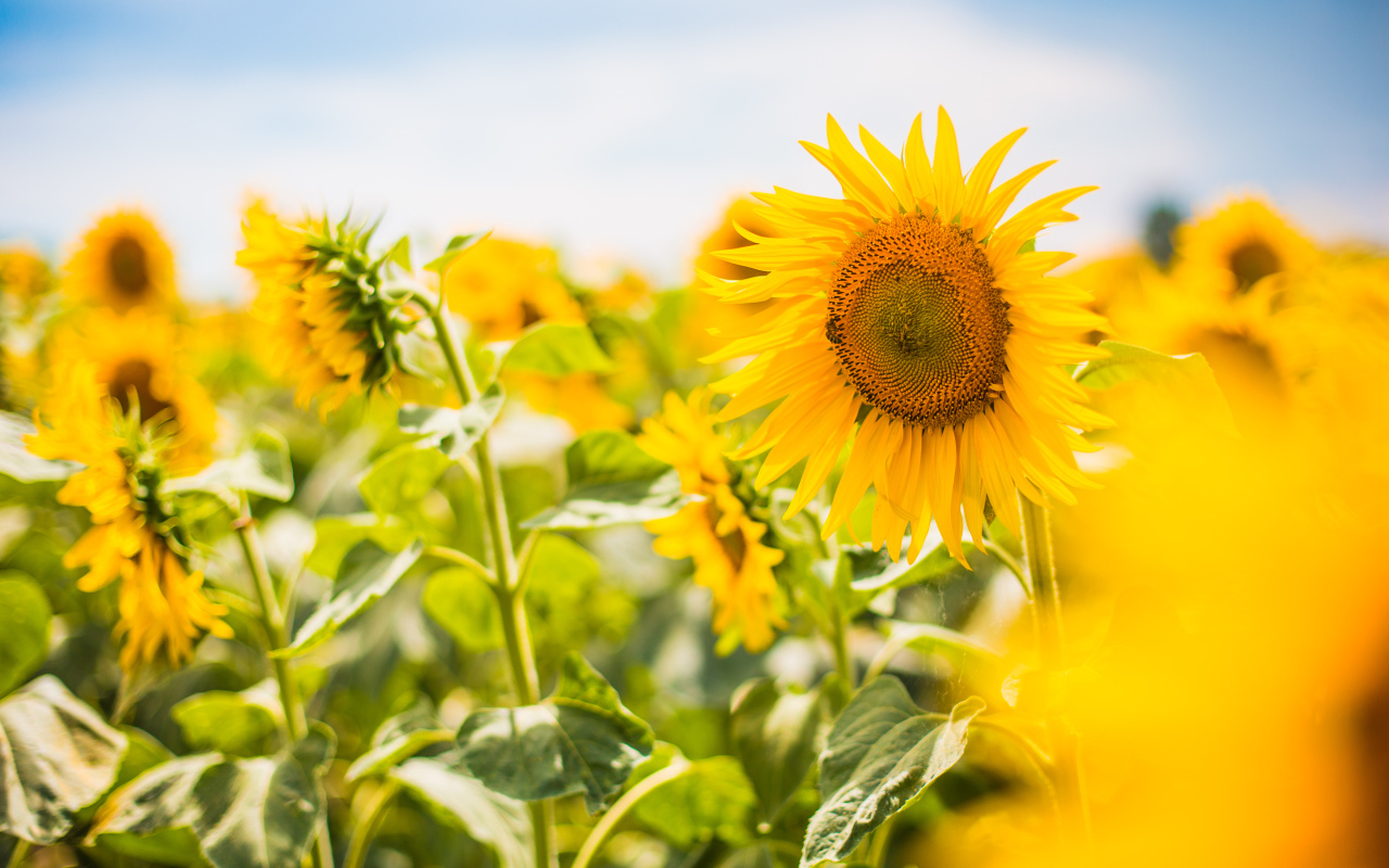 Яркие солнечные подсолнухи на поле летом 