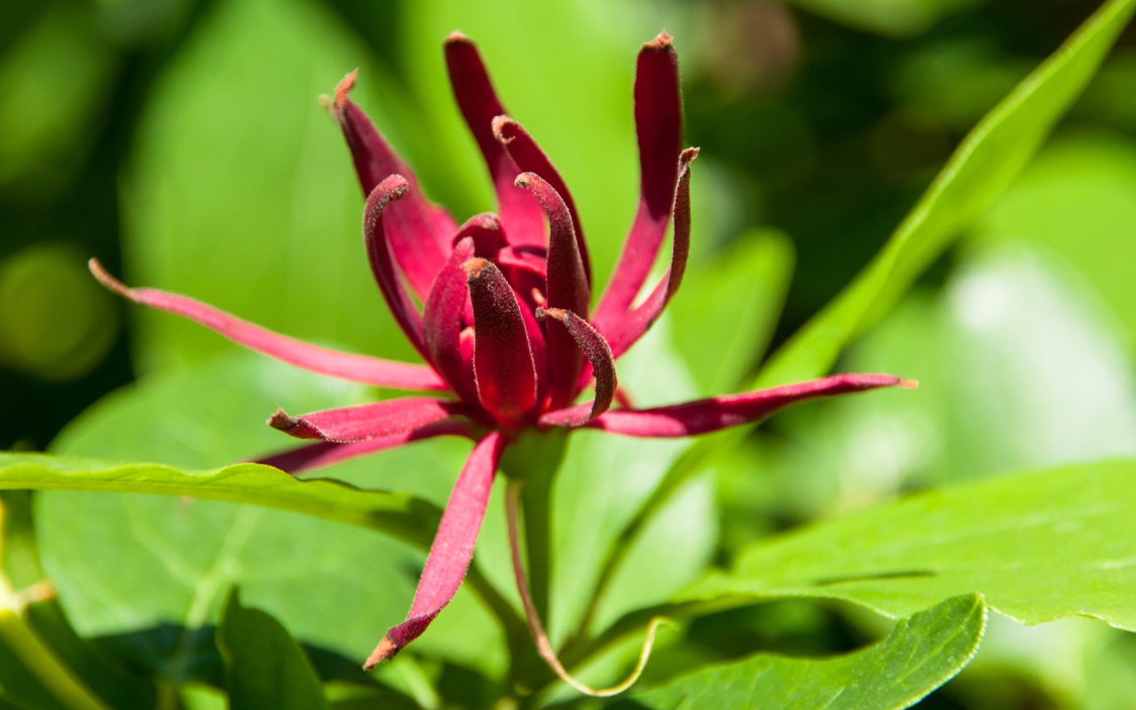 Бордовые цветы каликант цветущий крупным планом 