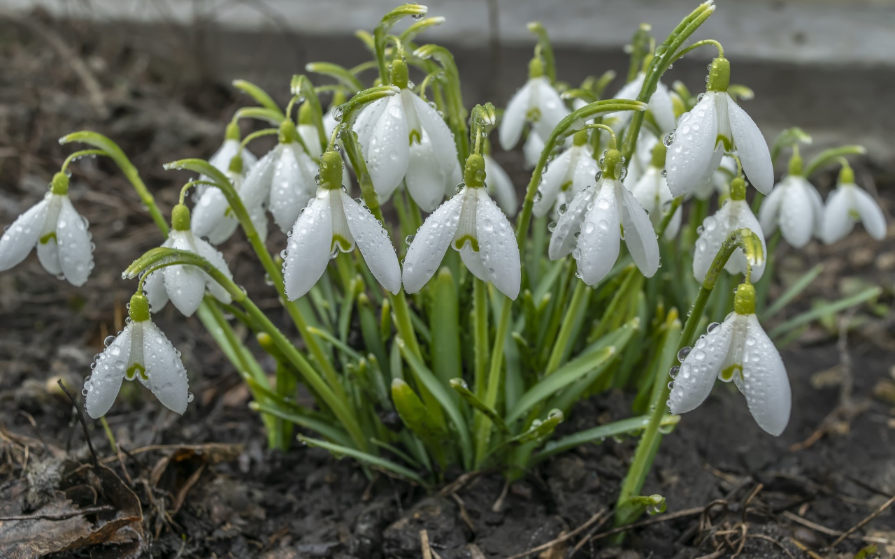 Куст белых подснежников в каплях дождя 
