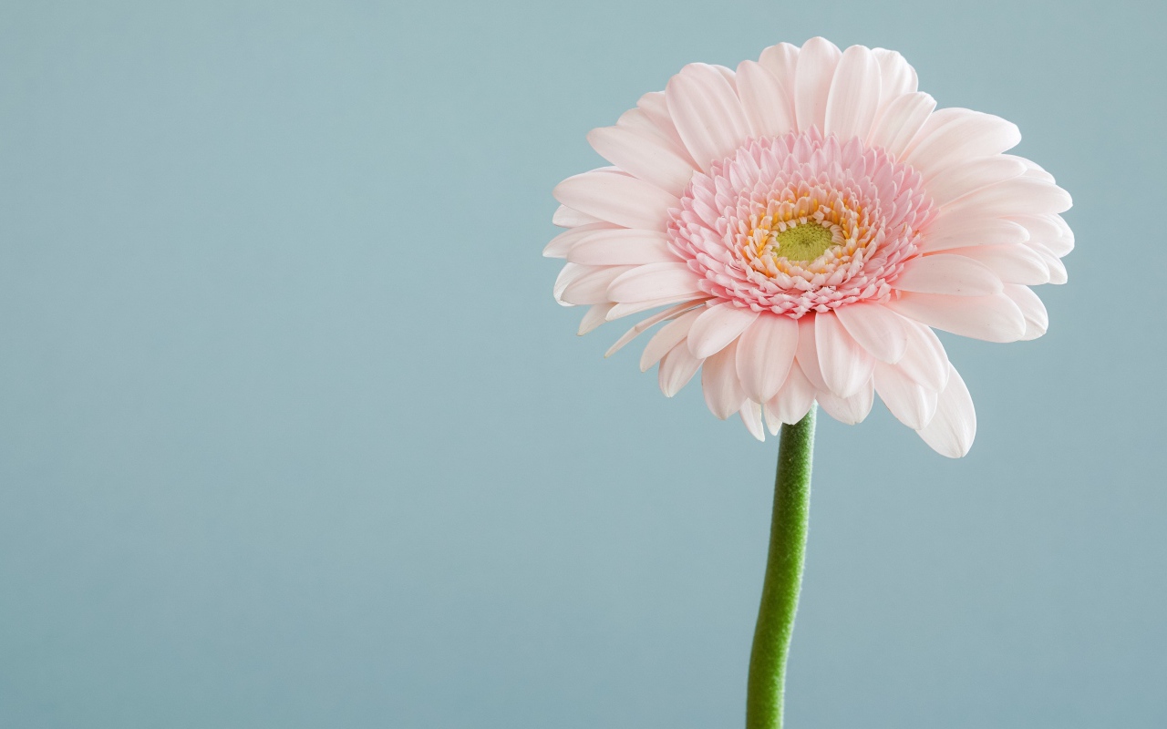 Нежная розовая гербера на сером фоне 