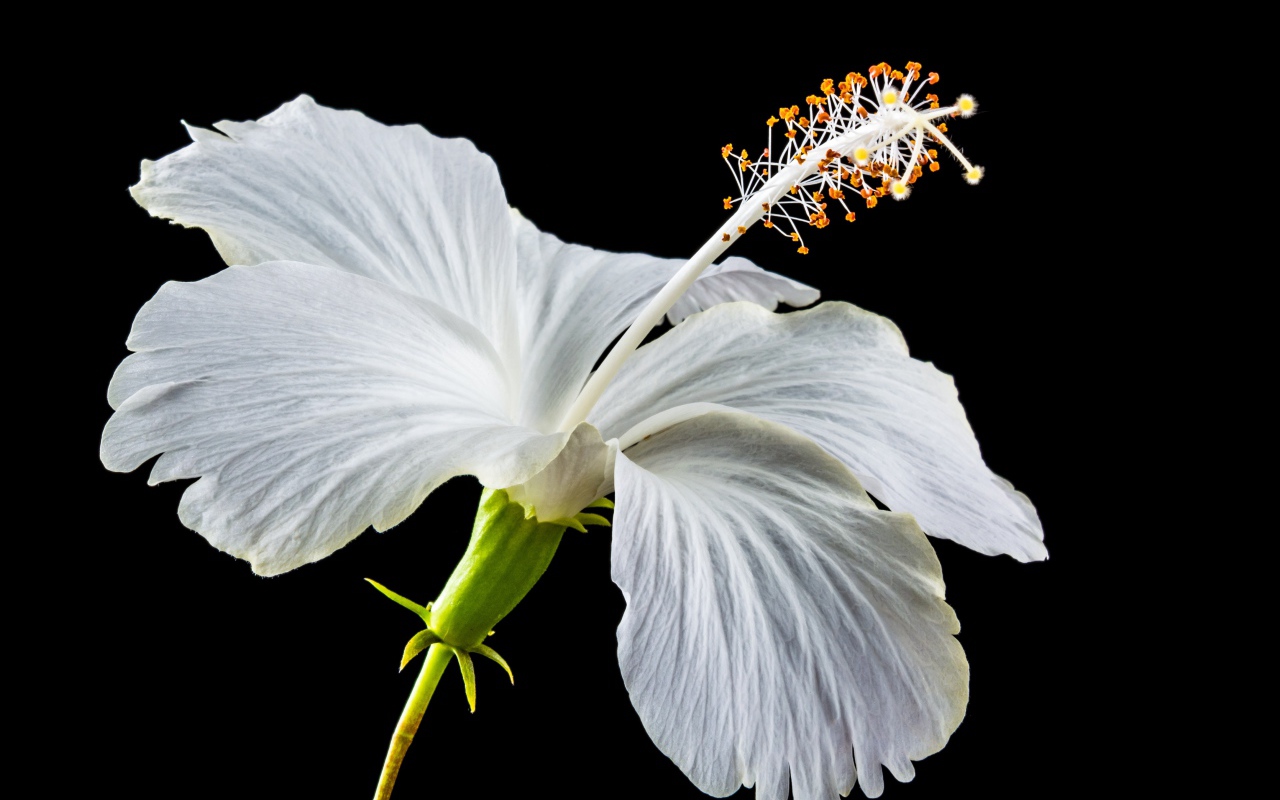Нежный белый цветок гибискуса на черном фоне