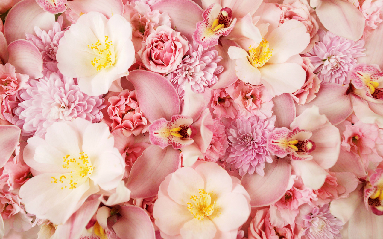 Разные розовые цветы крупным планом