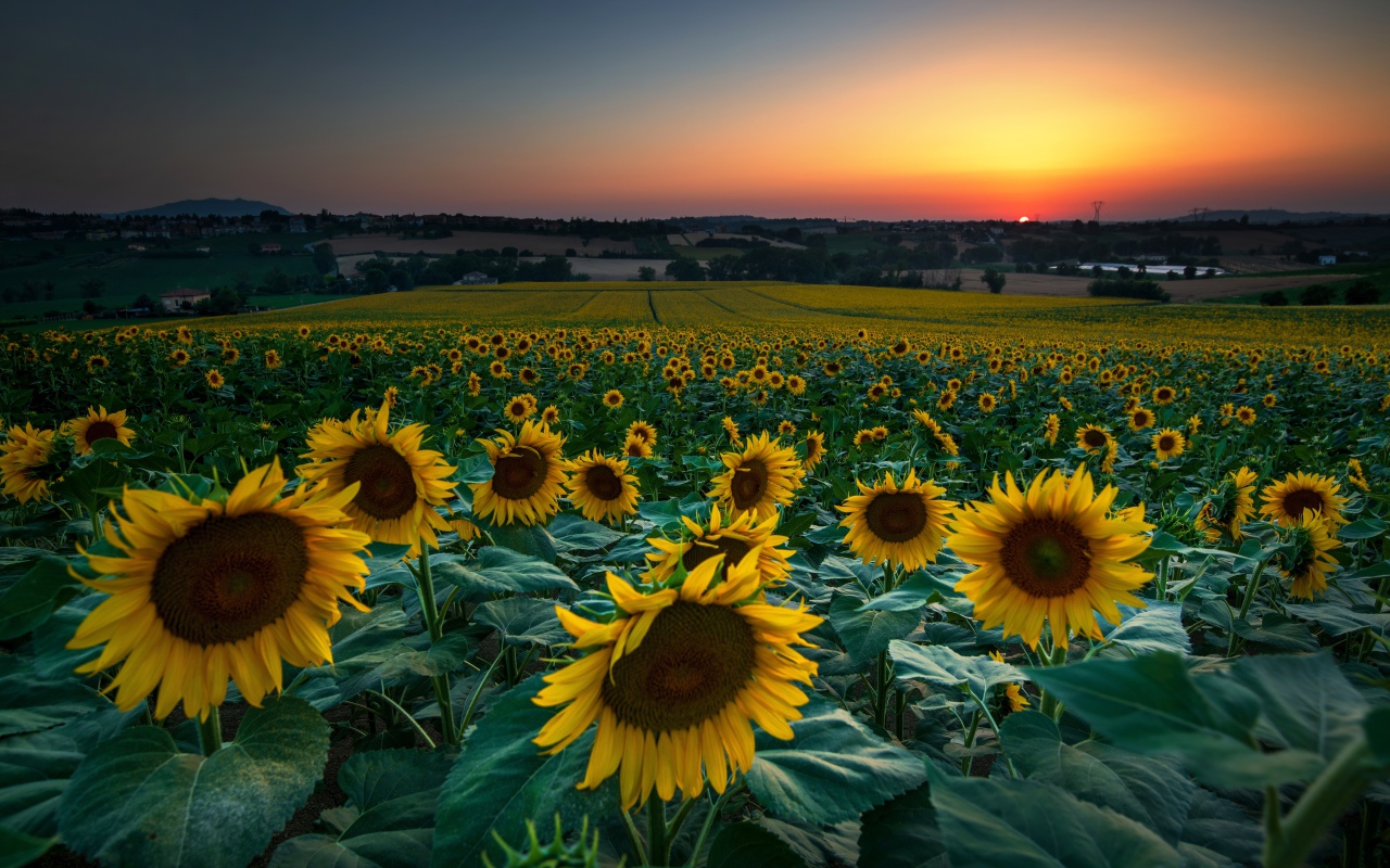 Поле с цветущими подсолнухами на закате солнца 