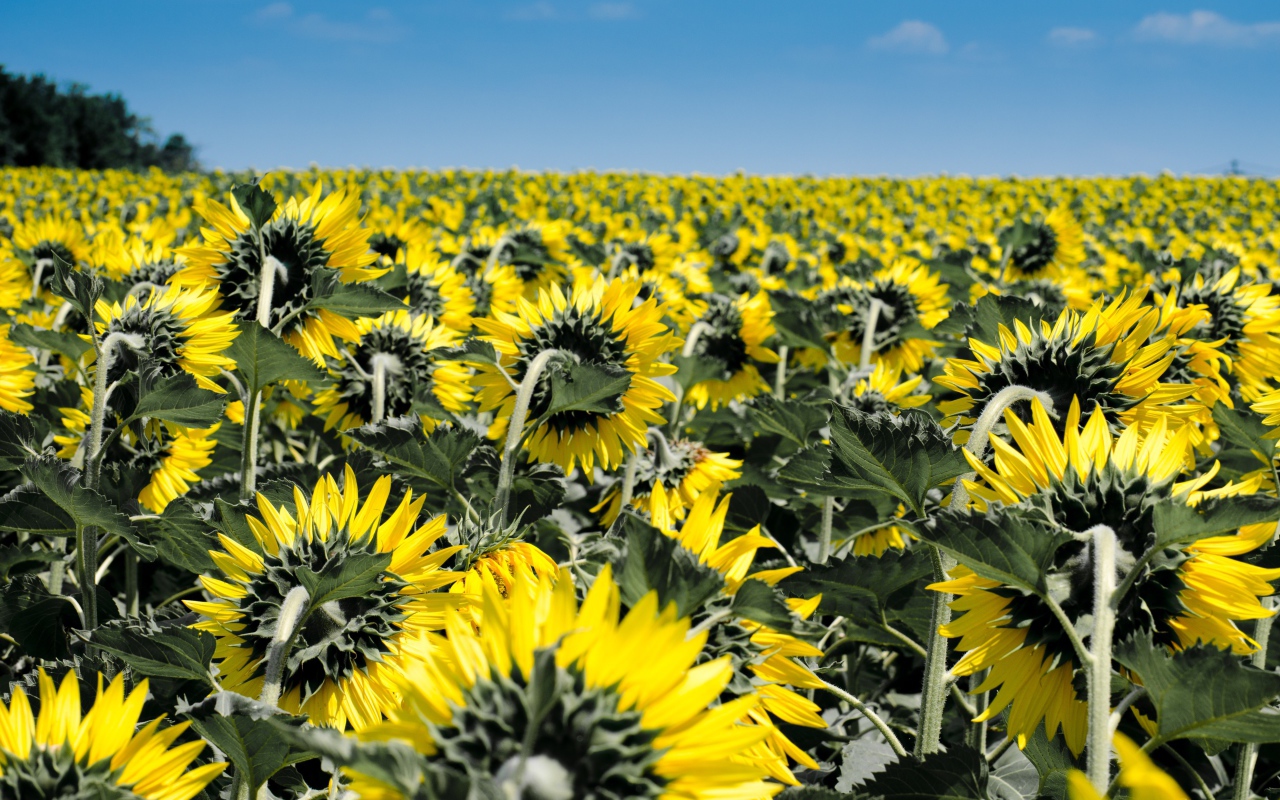 Поле с желтыми подсолнухами под голубым небом