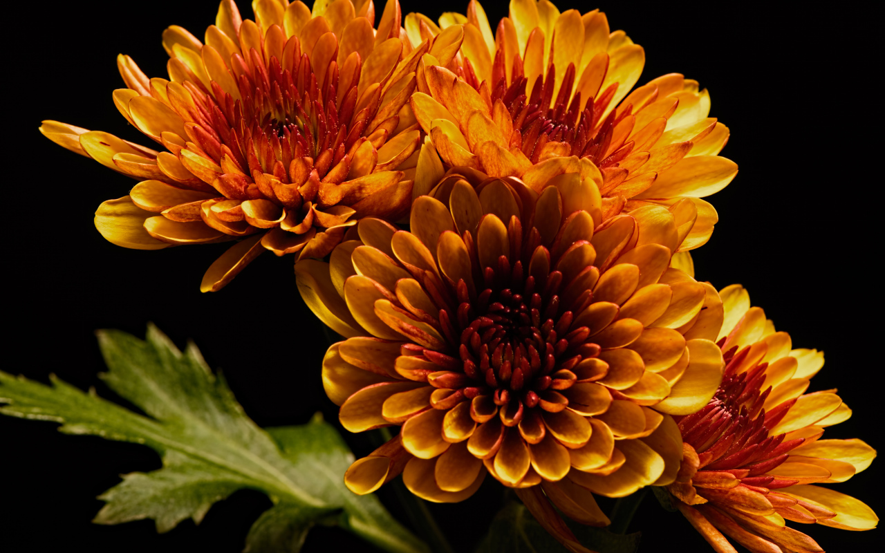 Четыре оранжевых цветка хризантемы на черном фоне 