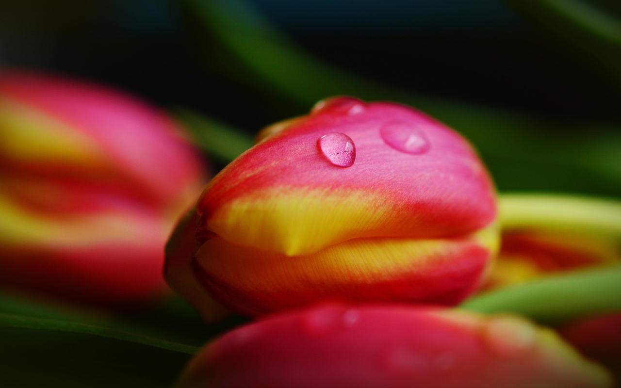 Хрупкие розовые тюльпаны в каплях росы