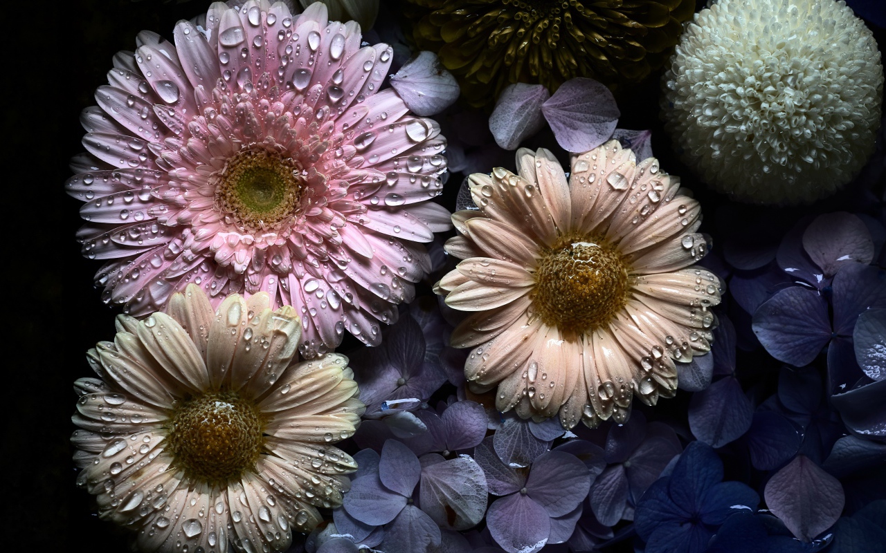 Цветы герберы и гортензии в каплях воды