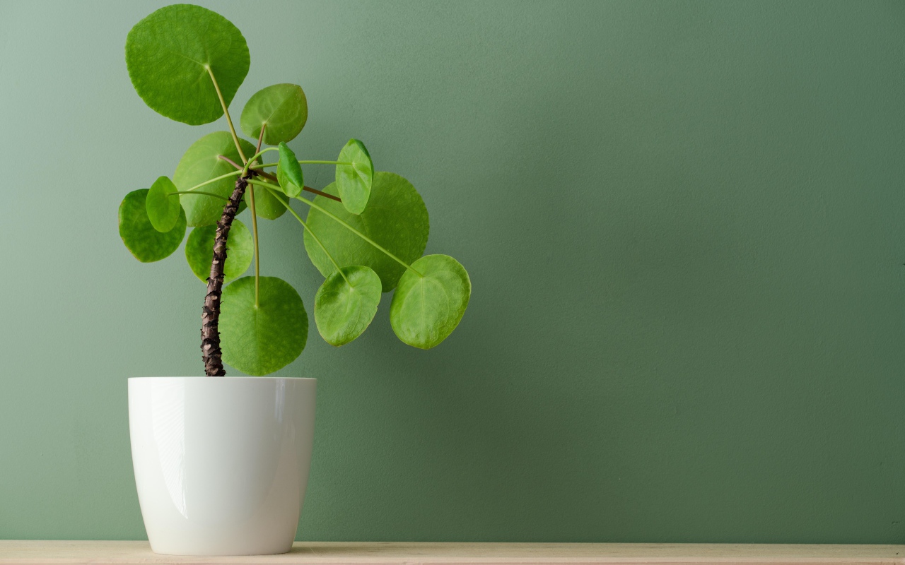 Комнатный цветок в белом горшке у стены