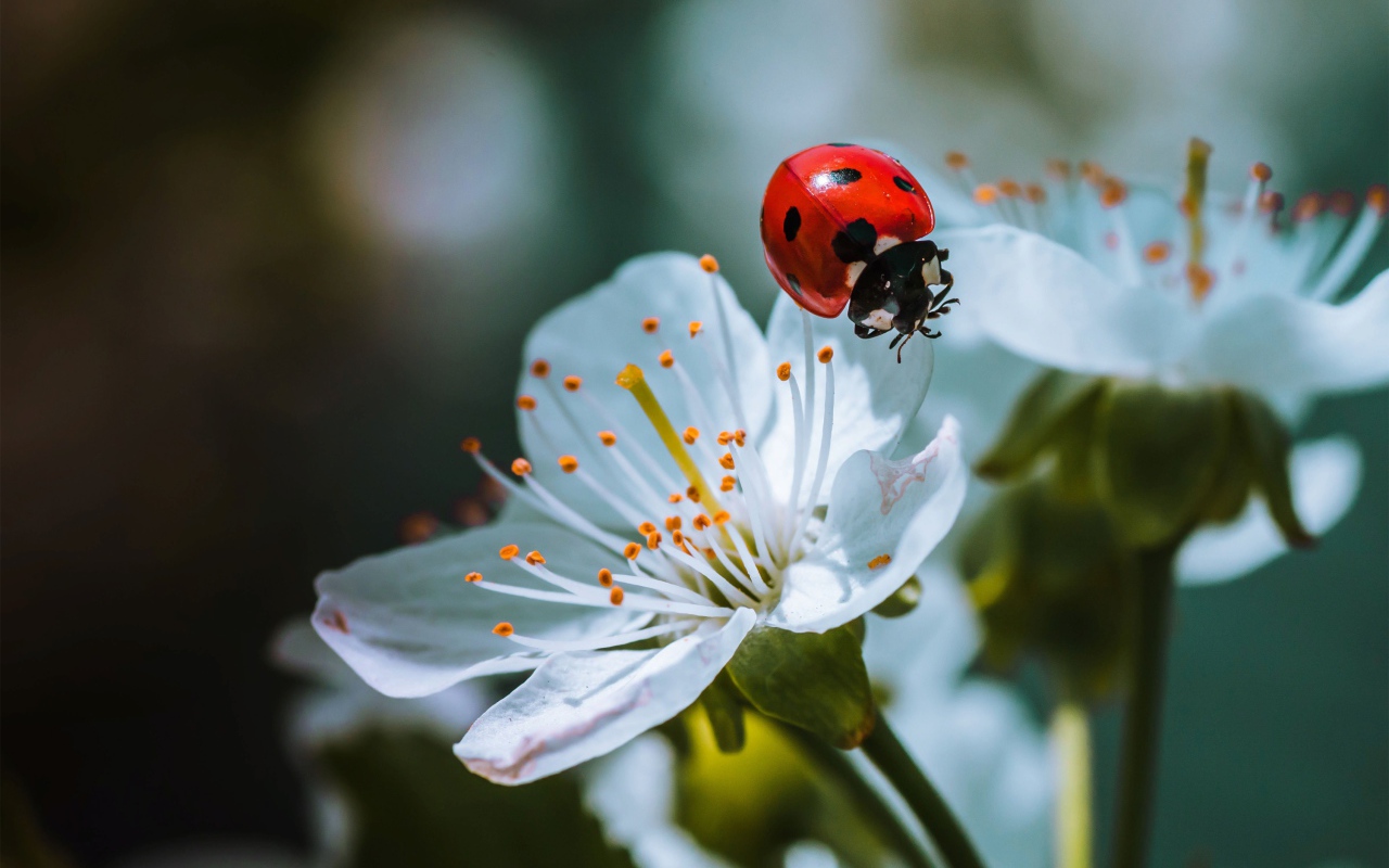 Божья коровка сидит на белых цветах вишни