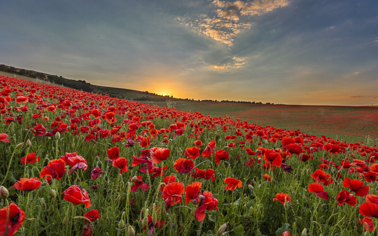 Большое поле с красными маками на рассвете 