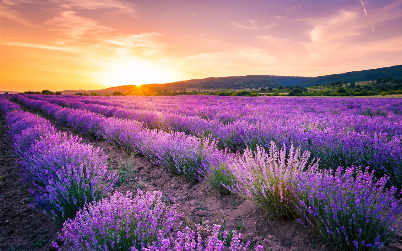 Лавандовое поле на фоне заката 