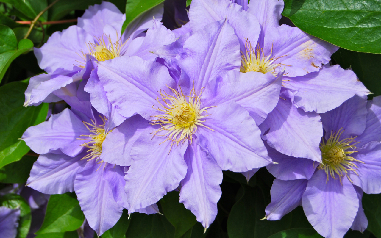 Сиреневые цветы клематиса с зелеными листьями