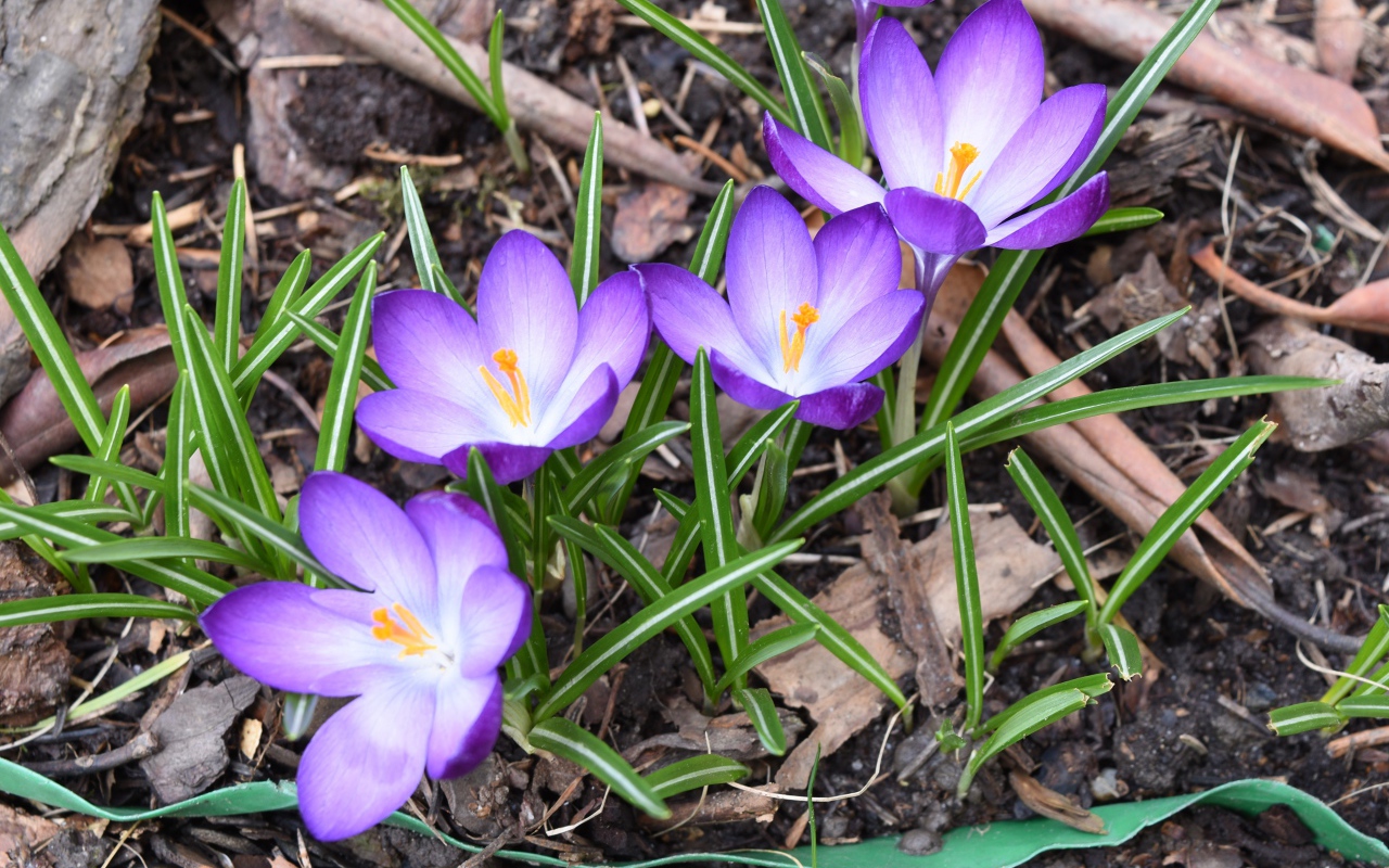 Сиреневые крокусы с зелеными листьями на земле