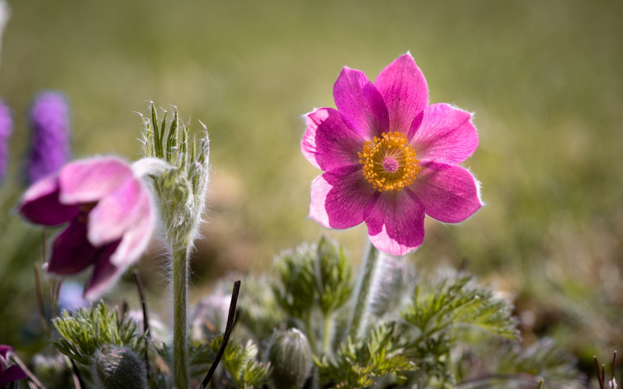 Сиреневый цветок прострел с бутонами на поле 