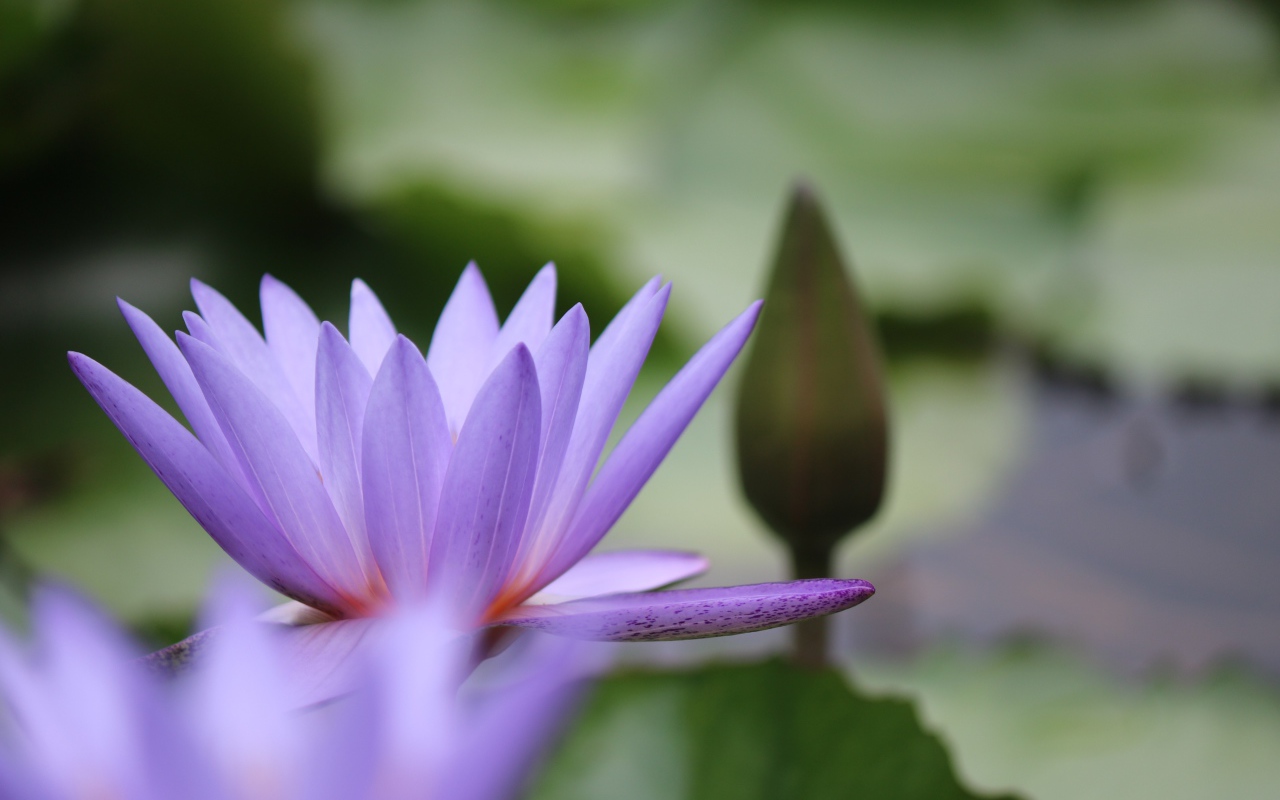 Сиреневый цветок лотоса с бутоном в воде