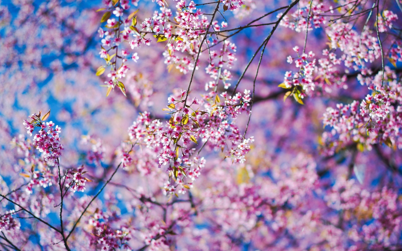 Маленькие розовые цветы сакуры на ветках в лучах солнца