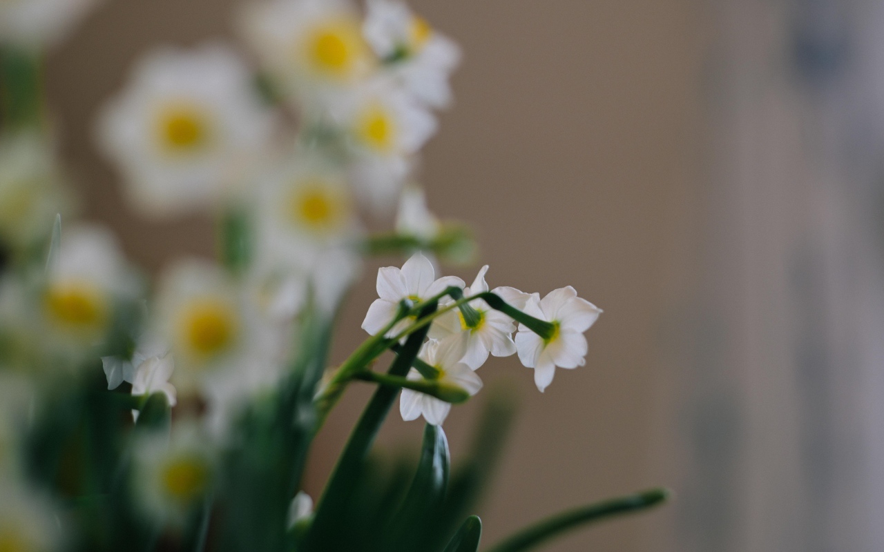 Маленькие белые нарциссы на размытом фоне