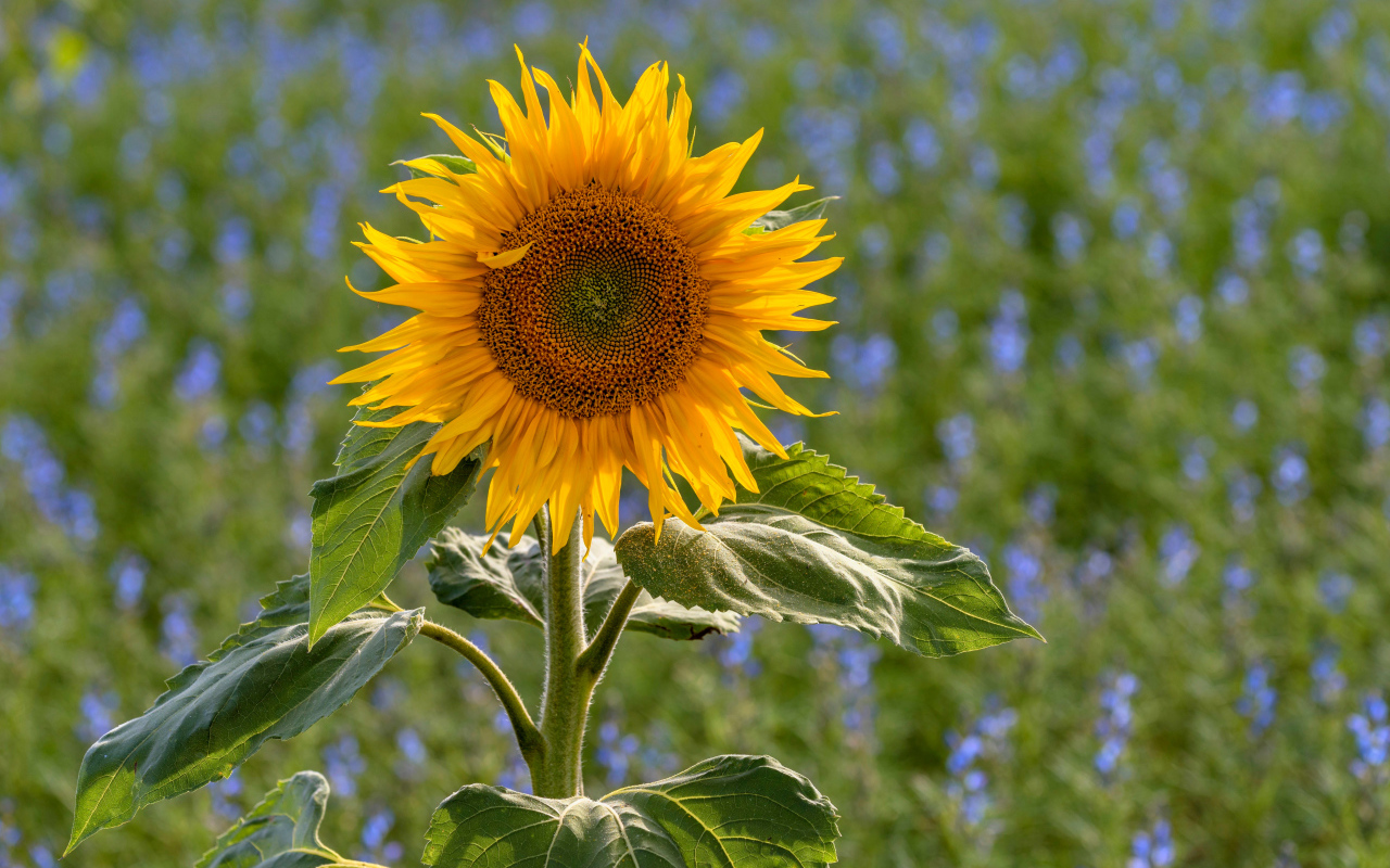 Одинокий подсолнух на поле с голубыми цветами