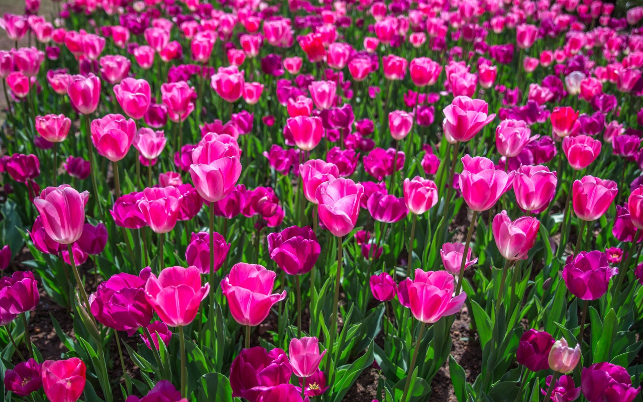 Много красивых розовых тюльпанов на клумбе весной 