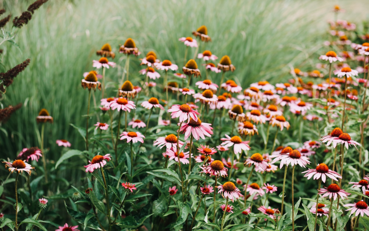 Много розовых цветов эхинацеи 