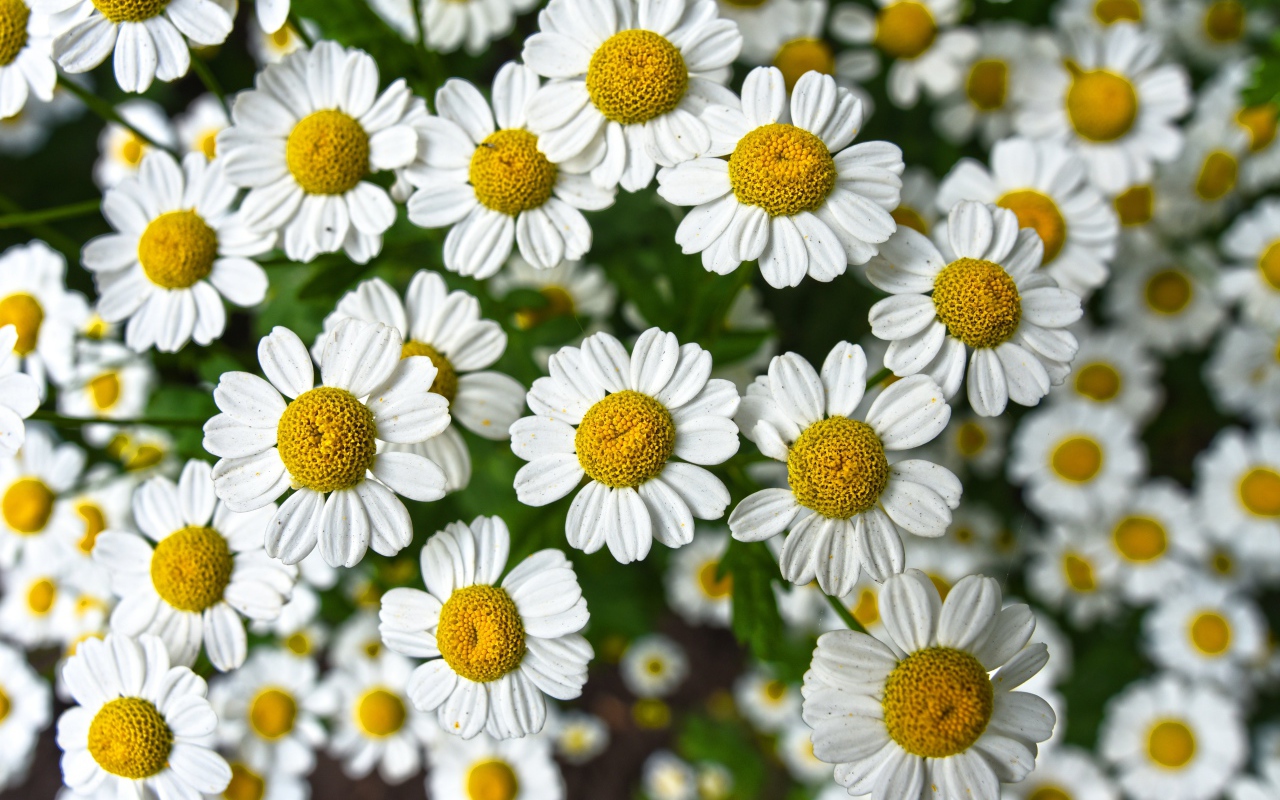 Много мелких белых ромашек крупным планом 