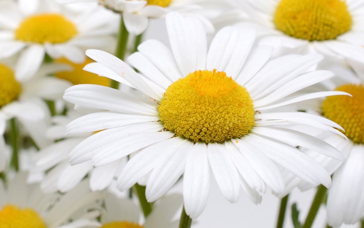 Много белых ромашек с желтой серединкой крупным планом
