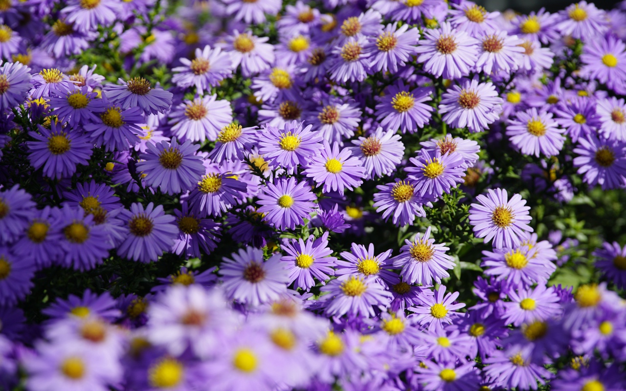 Много сиреневых цветов сентябринки в лучах солнца