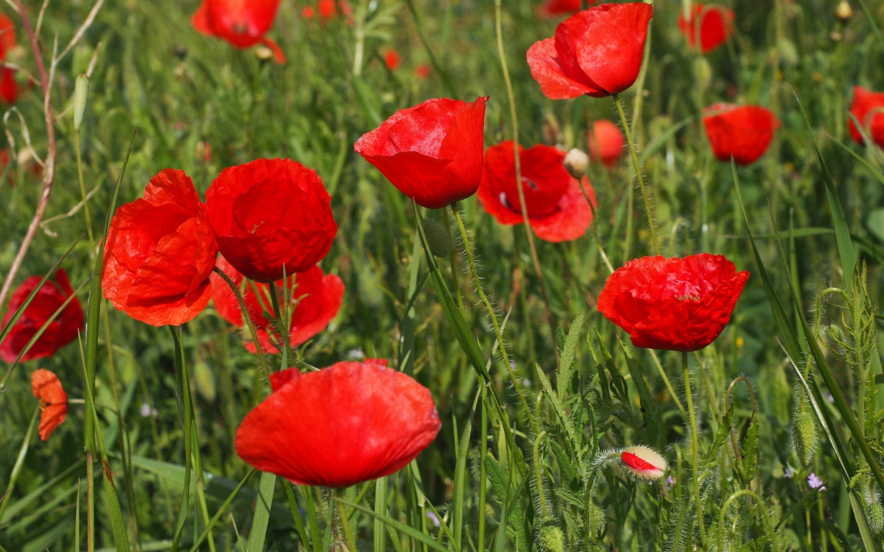 Many red field poppies with buds in green grass