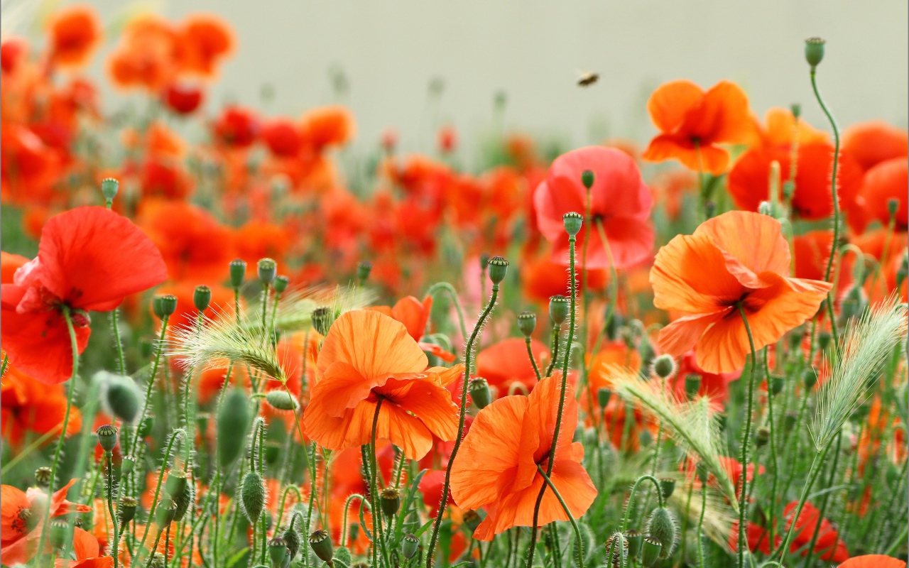 Много красных маков с колосками пшеницы в поле 