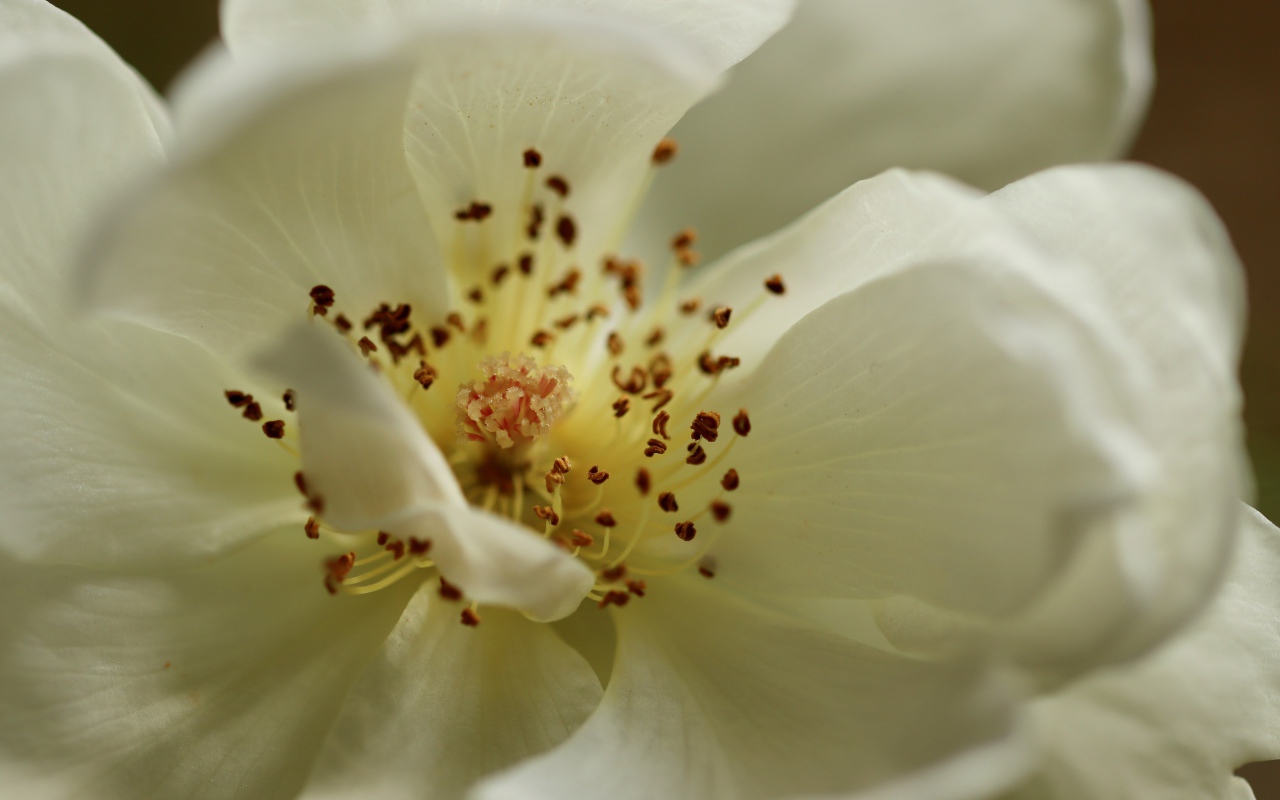 Серединка белого цветка крупным планом 