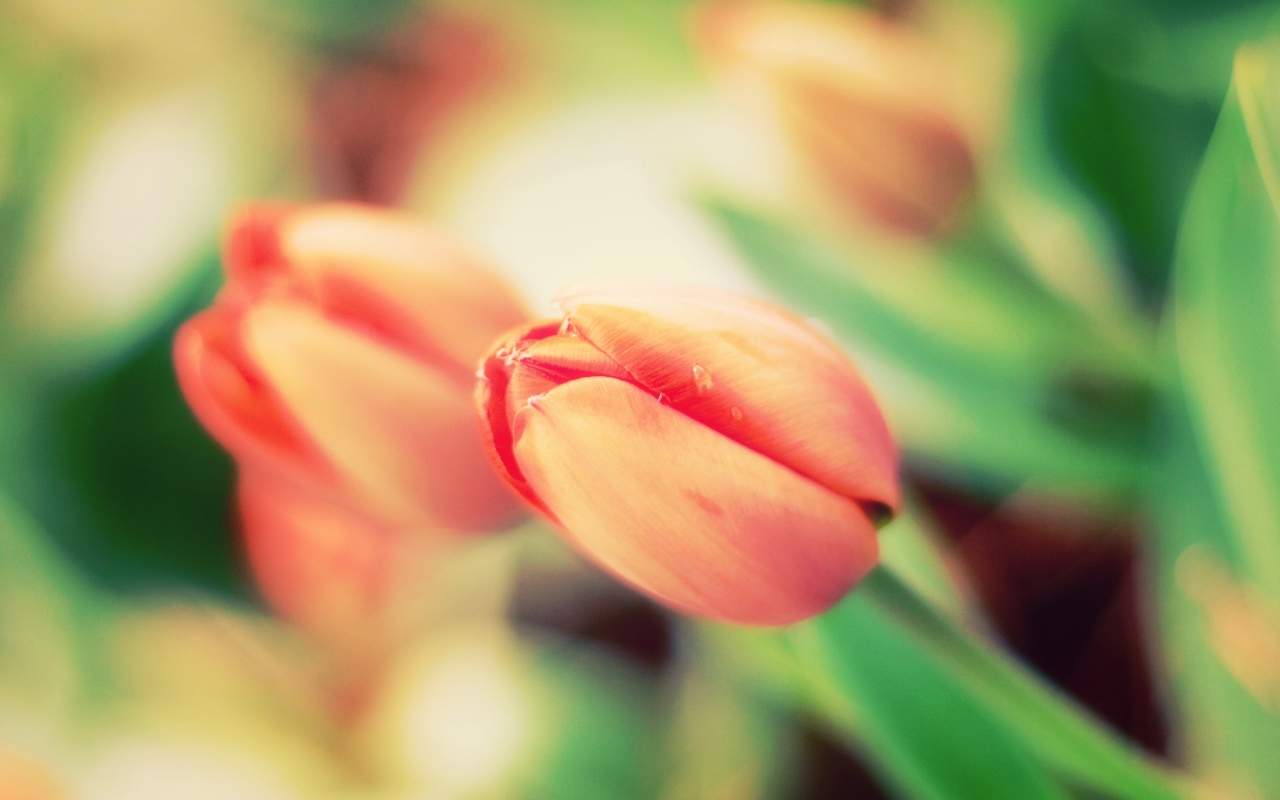 Не распустившиеся тюльпаны крупным планом