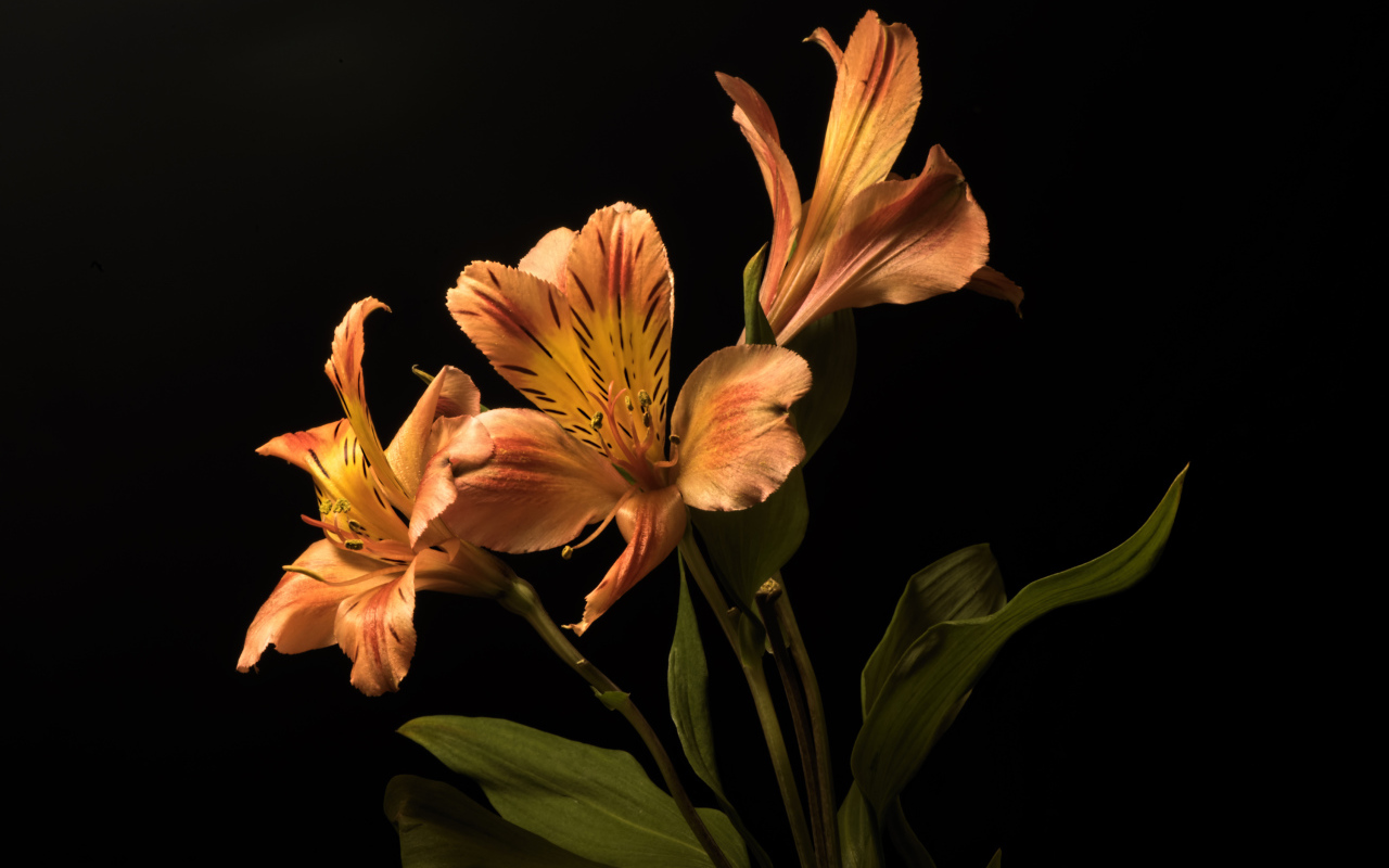 Оранжевые цветы альстромерия на черном фоне