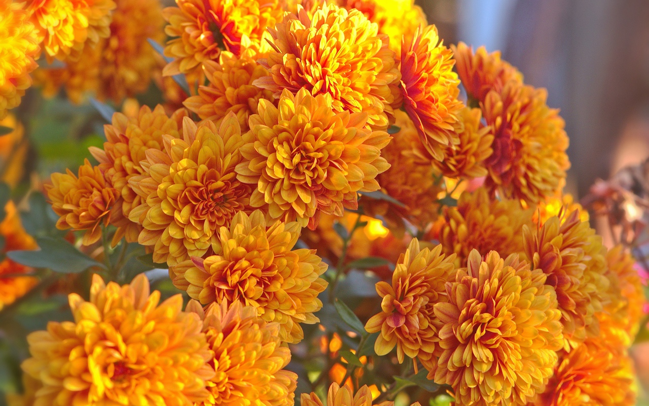 Оранжевые осенние цветы хризантемы крупным планом 