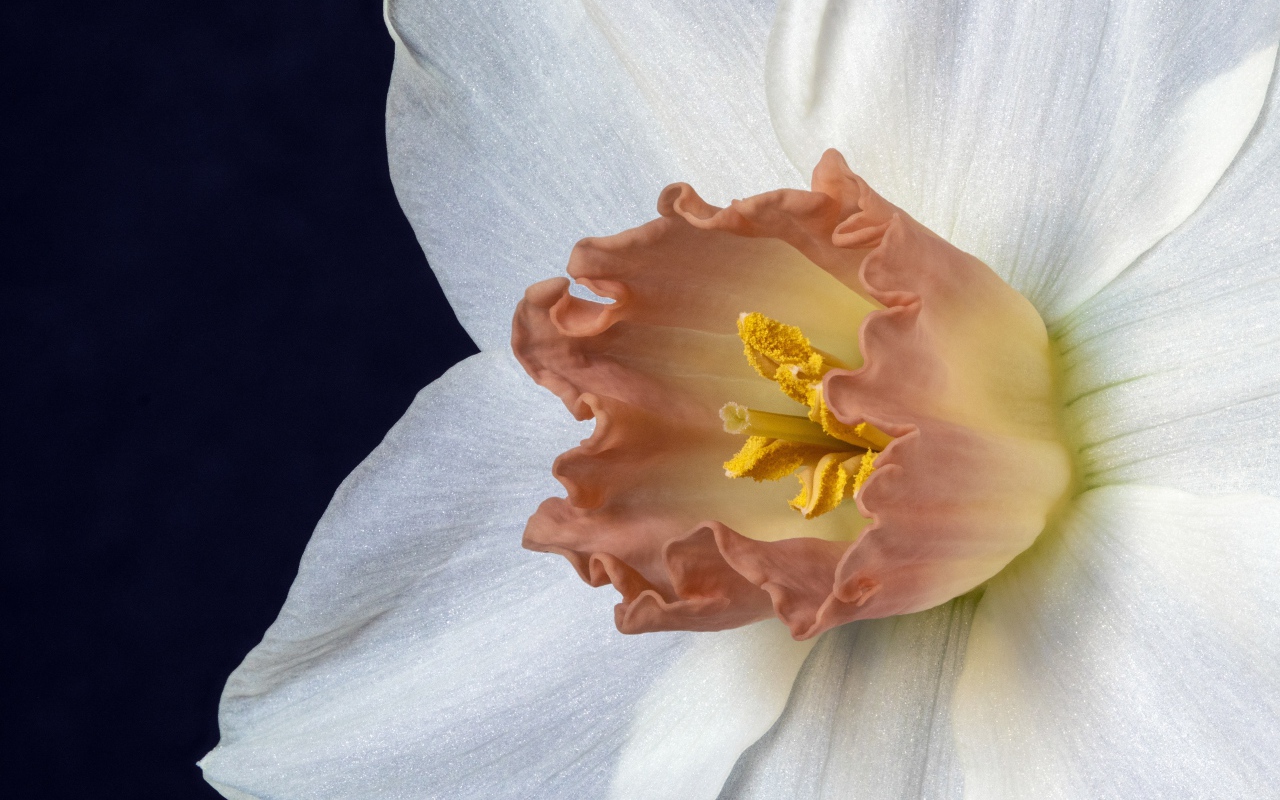 Оранжевая серединка белого нарцисса 