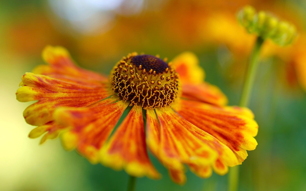 Orange flower Gelenium close up