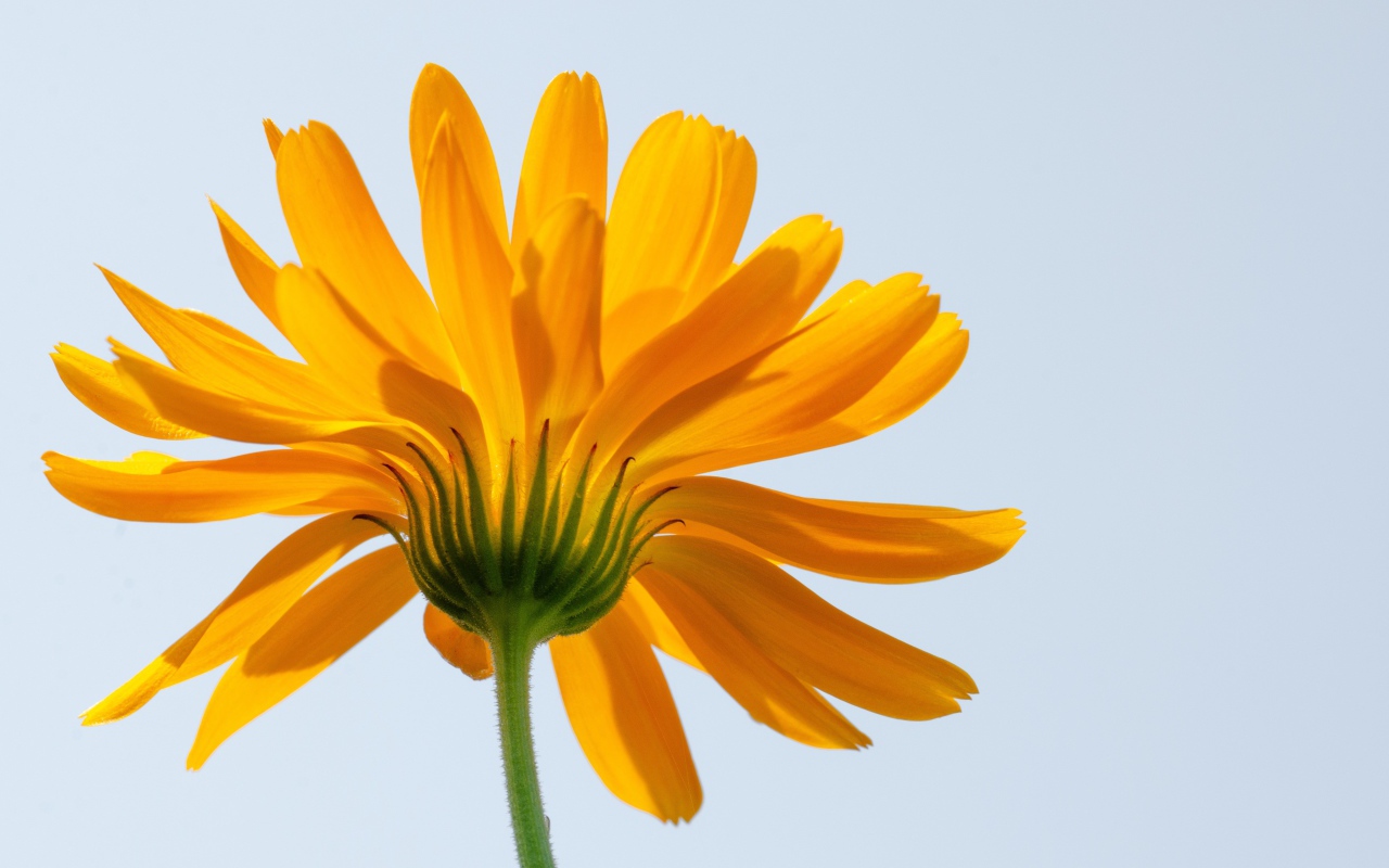 Оранжевый цветок ноготки на сером фоне 