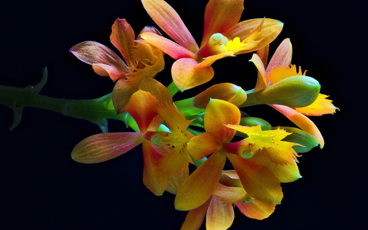 Оранжевые цветы орхидеи на черном фоне крупным планом