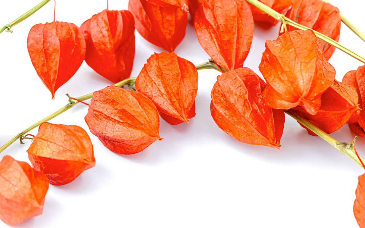 Оранжевые цветы физалиса на белом фоне 