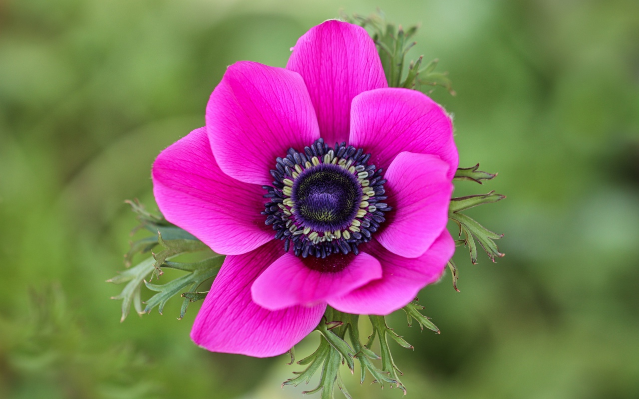 Розовый цветок анемоны крупным планом