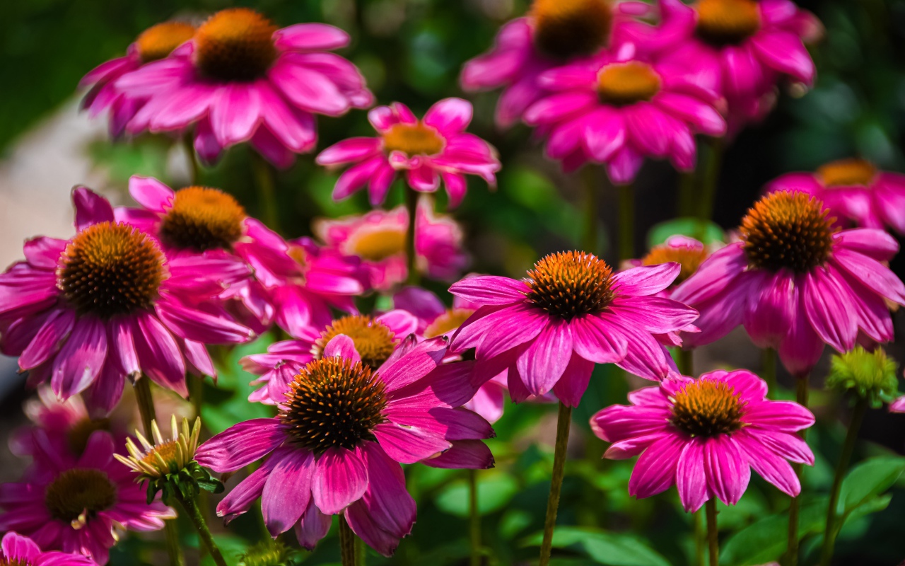 Розовые цветы эхинацеи крупным планом на клумбе 
