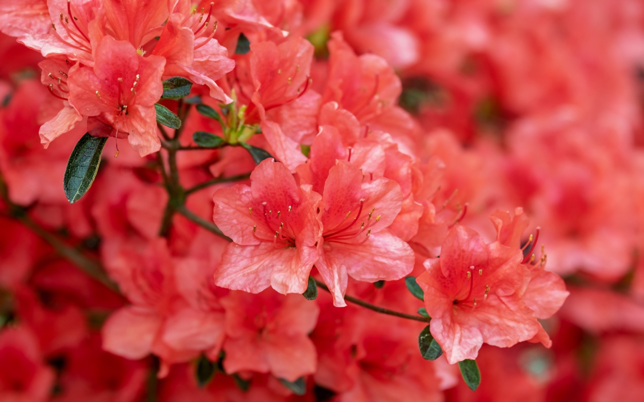 Розовые цветы рододендрон крупным планом