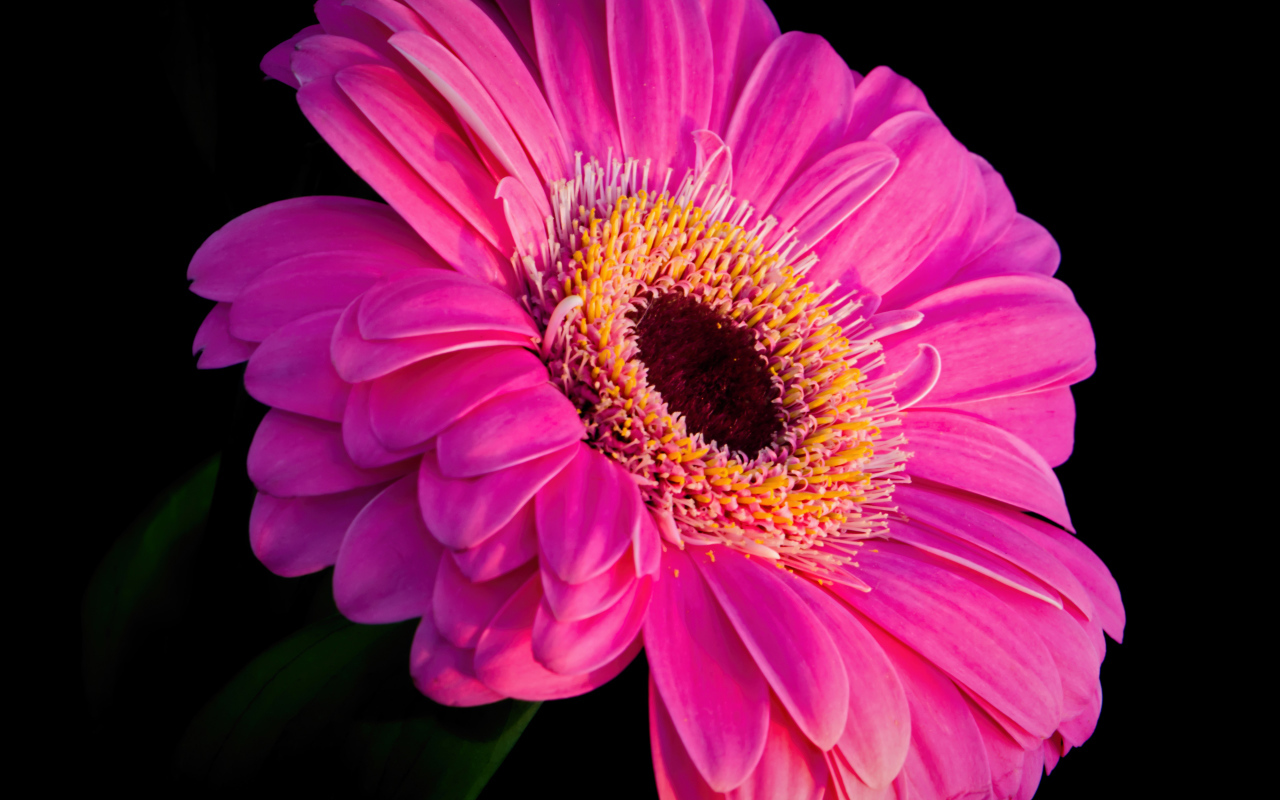 Розовый красивый цветок герберы на черном фоне